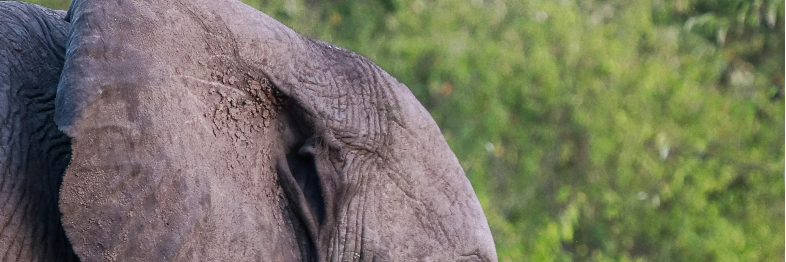 Elephant